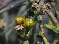 Cylindropuntia thurberi