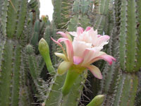 Cereus validus