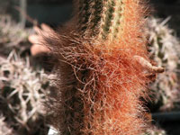 Cleistocactus varispinus