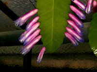 Pseudorhipsalis amazonica