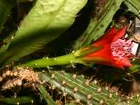 Disocactus cinnabarinus