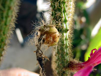 Disocactus flagelliformis