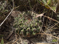 Discocactus heptacanthus