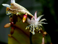 Pseudorhipsalis acuminata