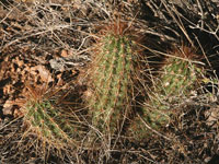 Echinocereus apachensis