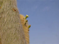 Echinopsis atacamensis