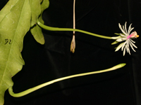 Epiphyllum baueri