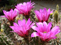 Echinocereus berlandieri