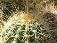 Echinopsis bertramiana