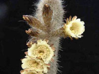 Espostoa blossfeldiorum