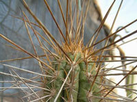 Eulychnia breviflora