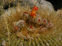 Echinopsis bruchii