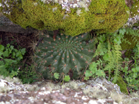 Echinopsis bruchii