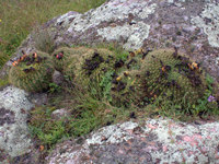 Echinopsis bruchii