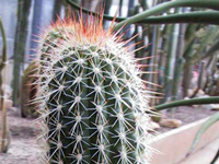 Echinopsis caulescens