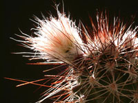 Echinocereus chisoensis