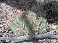 Echinocereus coccineus