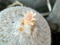 Epithelantha cryptica