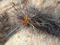 Echinopsis deserticola