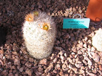 Escobaria deserti