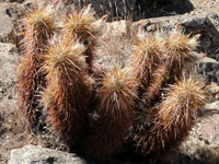 Echinocereus engelmannii