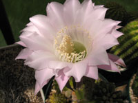 Echinopsis eyriesii