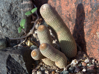 Echinopsis famatimensis