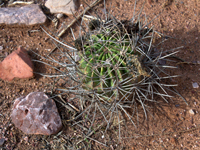 Echinopsis ferox