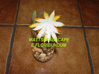 Epiphyllum floribundum