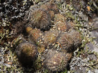 Echinopsis hertrichiana