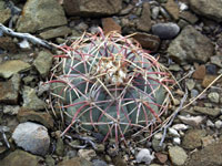 Echinocactus horizonthalonius