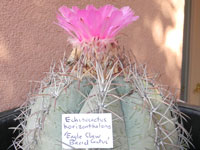 Echinocactus horizonthalonius