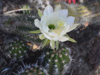 Echinopsis huotii