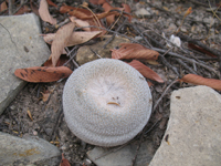 Epithelantha ilariae