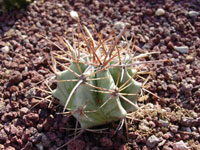 echinocactus platyacanthus