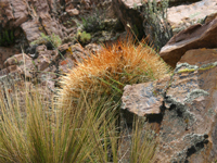 Echinopsis korethroides