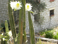 Echinopsis macrogona