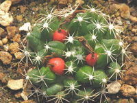 Escobaria missouriensis