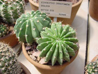 Echinopsis obrepanda