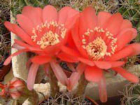 Echinopsis obrepanda