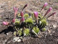 Echinopsis oxygona