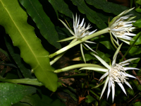 Epiphyllum pittieri