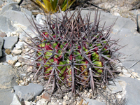 Echinocactus platyacanthus
