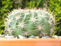 Echinopsis pojoensis