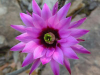 Echinocereus poselgeri