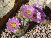 Echinocereus reichenbachii