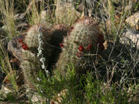 Echinocereus russanthus