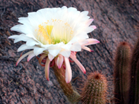 Echinopsis strigosa