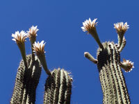 Echinopsis terscheckii