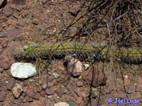 Echinopsis thelegona